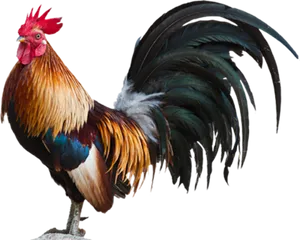 Majestic Rooster Portrait PNG Image