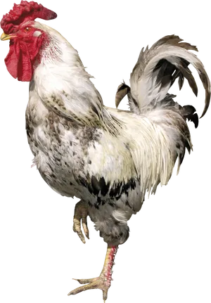 Majestic Rooster Profile PNG Image