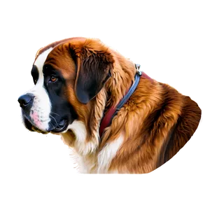 Majestic Saint Bernard Portrait Png Wkp32 PNG Image