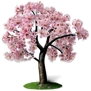 Majestic Sakura Cherry Blossom Png 06122024 PNG Image