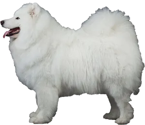 Majestic Samoyed Dog Standing PNG Image