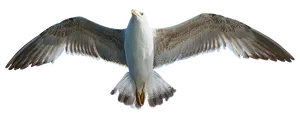 Majestic Seagull In Flight PNG Image