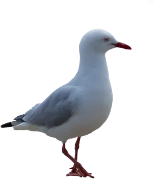 Majestic Seagull Standing PNG Image