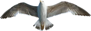 Majestic Seagullin Flight PNG Image