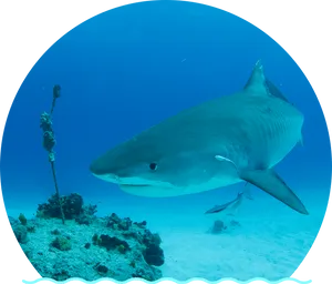 Majestic Shark Swimming Over Coral Reef PNG Image