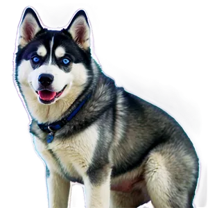 Majestic Siberian Husky Png 06252024 PNG Image