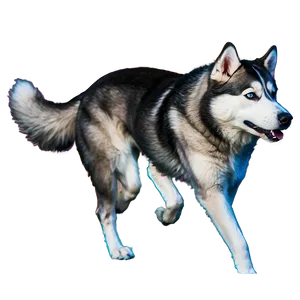 Majestic Siberian Husky Png 31 PNG Image