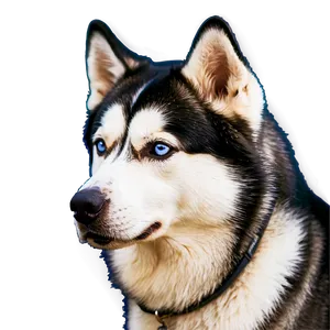 Majestic Siberian Husky Png Efj2 PNG Image