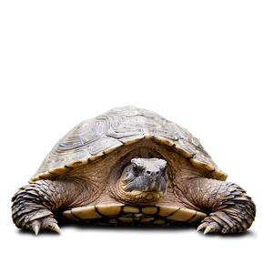 Majestic Snapping Turtle Pose Png Qxm PNG Image