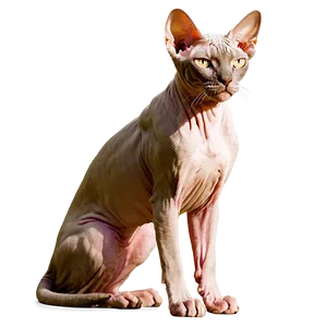 Majestic Sphynx Cat Standing Png 06292024 PNG Image