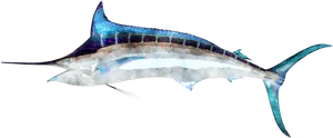 Majestic Swordfish Side View PNG Image