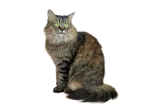 Majestic Tabby Cat Black Background PNG Image