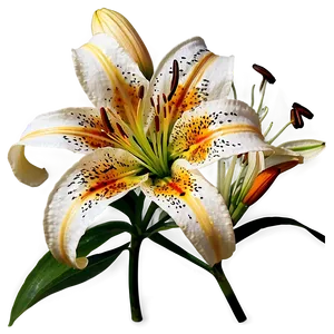 Majestic Tiger Lilies Png Eiy PNG Image