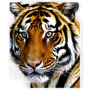 Majestic Tiger Portrait Png 47 PNG Image