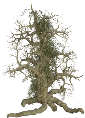 Majestic Treewith Exposed Roots PNG Image