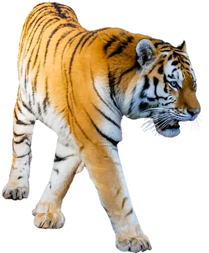 Majestic Walking Tiger Cutout PNG Image