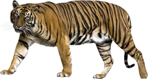 Majestic Walking Tiger PNG Image