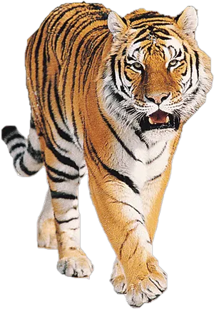 Majestic Walking Tiger PNG Image