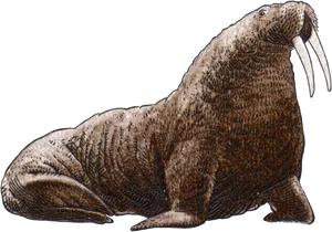 Majestic Walrus Illustration.png PNG Image