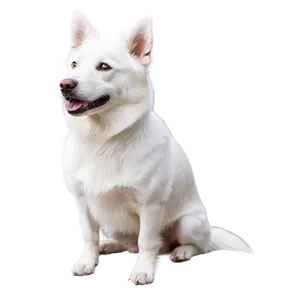 Majestic White Dog Png 25 PNG Image