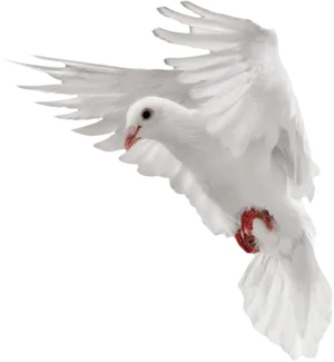 Majestic White Pigeon In Flight PNG Image