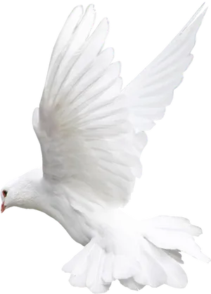 Majestic White Pigeon In Flight PNG Image