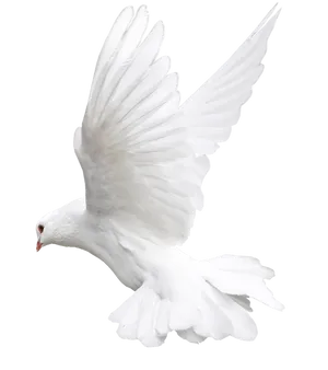 Majestic White Pigeon In Flight PNG Image