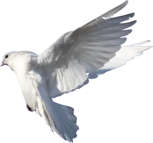 Majestic White Pigeon In Flight PNG Image