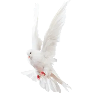 Majestic White Pigeon In Flight PNG Image