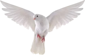 Majestic White Pigeon In Flight PNG Image