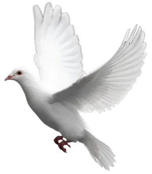 Majestic White Pigeon In Flight PNG Image