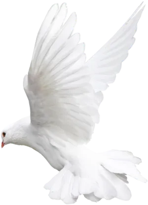 Majestic White Pigeon In Flight PNG Image