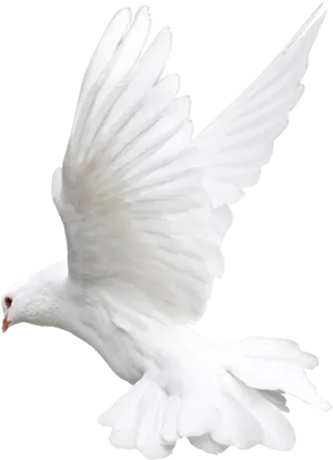 Majestic White Pigeon In Flight PNG Image