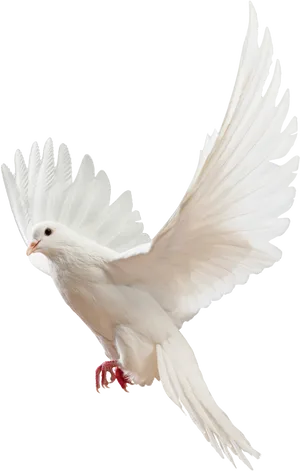 Majestic_ White_ Pigeon_ In_ Flight.png PNG Image