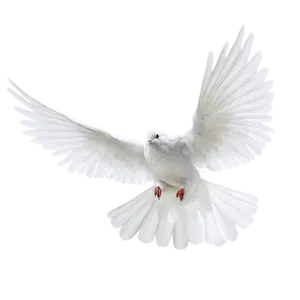 Majestic White Pigeon In Flight PNG Image