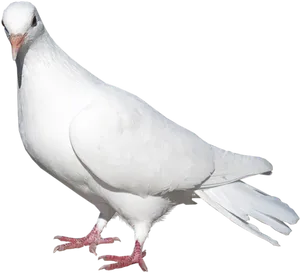 Majestic_ White_ Pigeon_ Isolated_ Background.jpg PNG Image