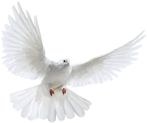 Majestic White Pigeonin Flight PNG Image