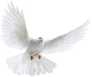 Majestic White Pigeonin Flight PNG Image