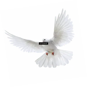 Majestic White Pigeonin Flight PNG Image