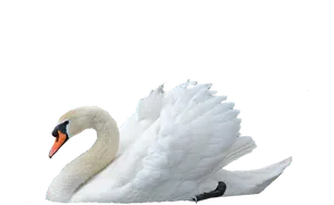 Majestic White Swan Profile PNG Image