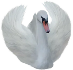 Majestic White Swan Spread Wings PNG Image