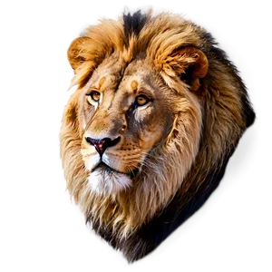 Male Lion Majesty Png 95 PNG Image