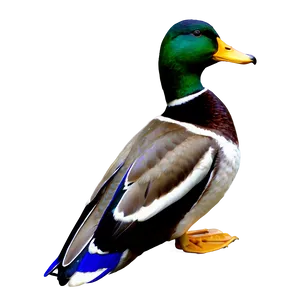 Male Mallard Duck Png 06262024 PNG Image