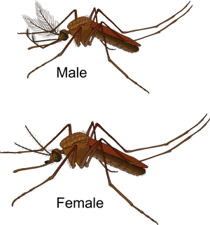 Maleand Female Mosquito Comparison PNG Image