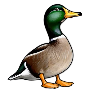 Mallard Duck Drawing Png Vlv60 PNG Image