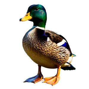 Mallard Duck Family Png 41 PNG Image