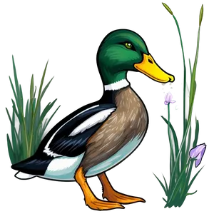 Mallard Duck Feeding Png Wia94 PNG Image