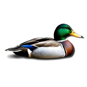 Mallard Duck In Water Png 78 PNG Image