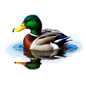 Mallard Duck In Water Png Hho PNG Image