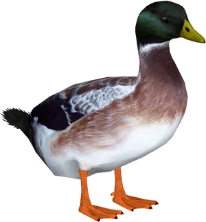 Mallard Duck Isolatedon Black PNG Image